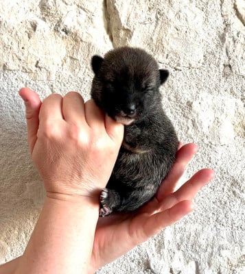 Les chiots de Shiba