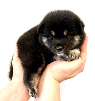 Les chiots de Shiba