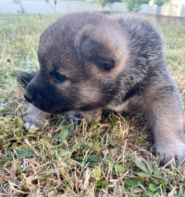 Les chiots de Shiba
