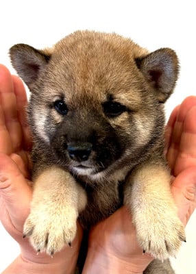 Les chiots de Shiba