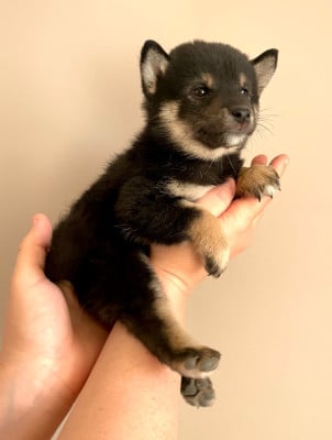 Les chiots de Shiba