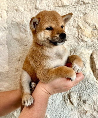 Les chiots de Shiba
