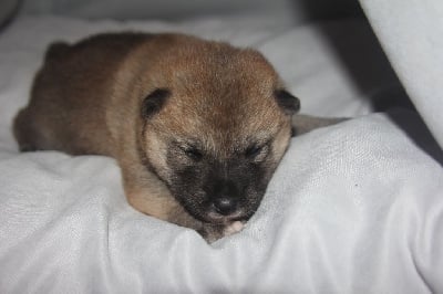 Les chiots de Shiba
