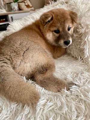 Les chiots de Shiba