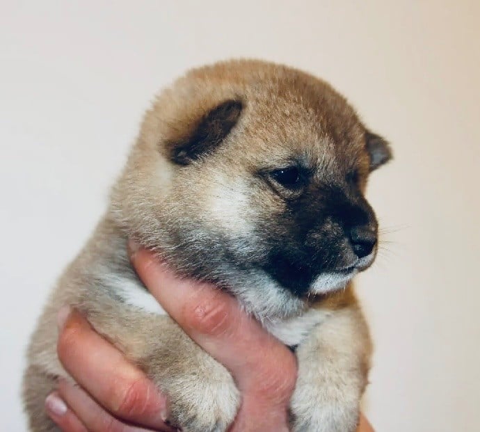 Shiba - Du Jardin De Chinzan So