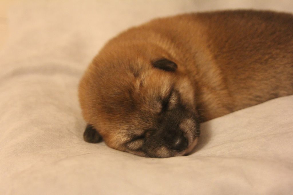 Shiba - Du Jardin De Chinzan So