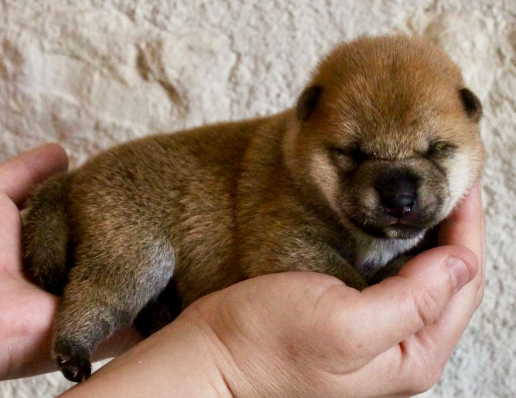 Shiba - Du Jardin De Chinzan So