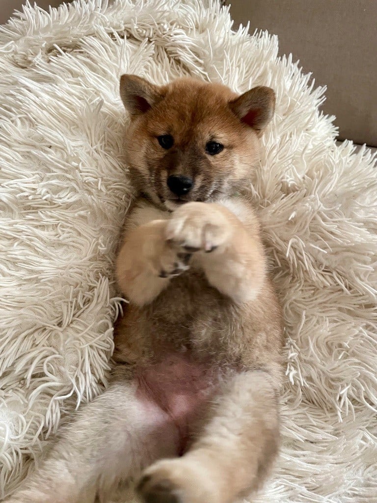 Shiba - Du Jardin De Chinzan So