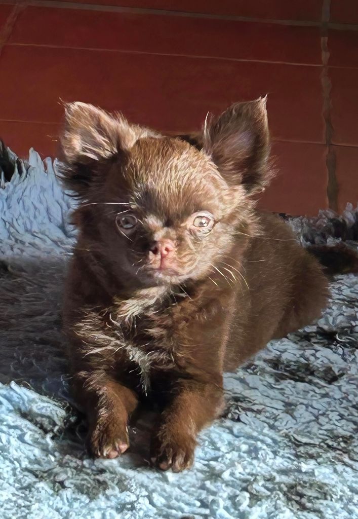 Publication : du Clan d'Adonis