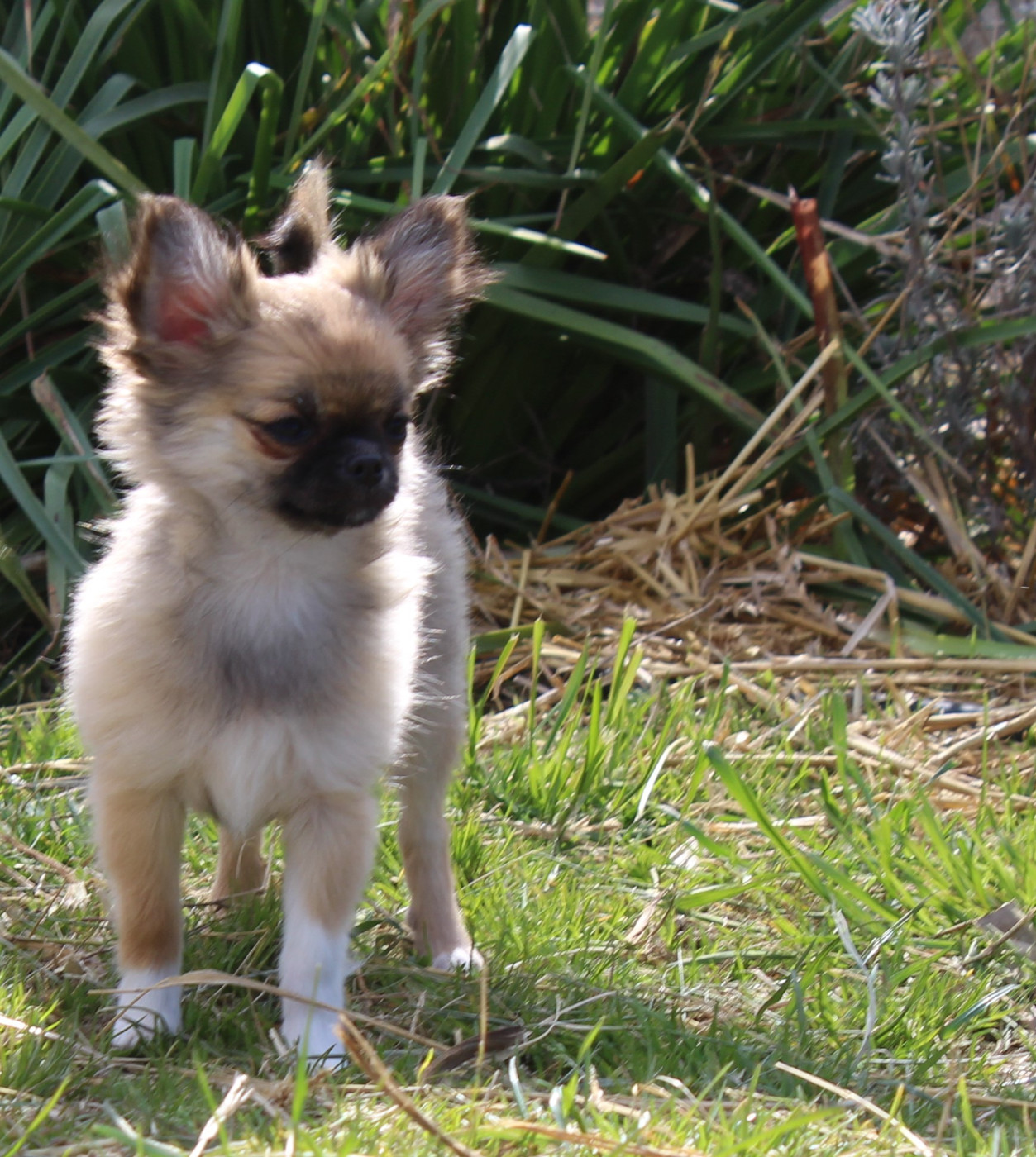 Vi-ai-pi du Clan d'Adonis