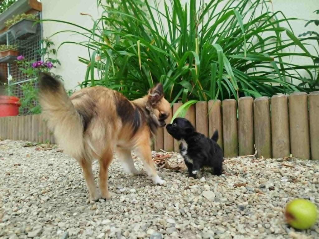 Vi-ai-pi du Clan d'Adonis