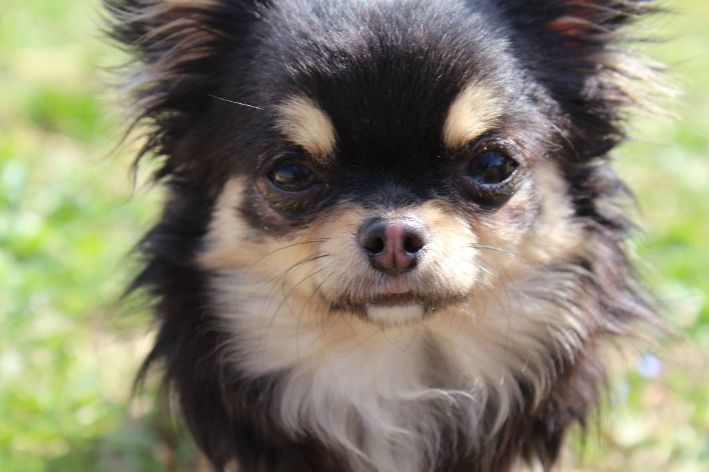 Verry good girl du Clan d'Adonis