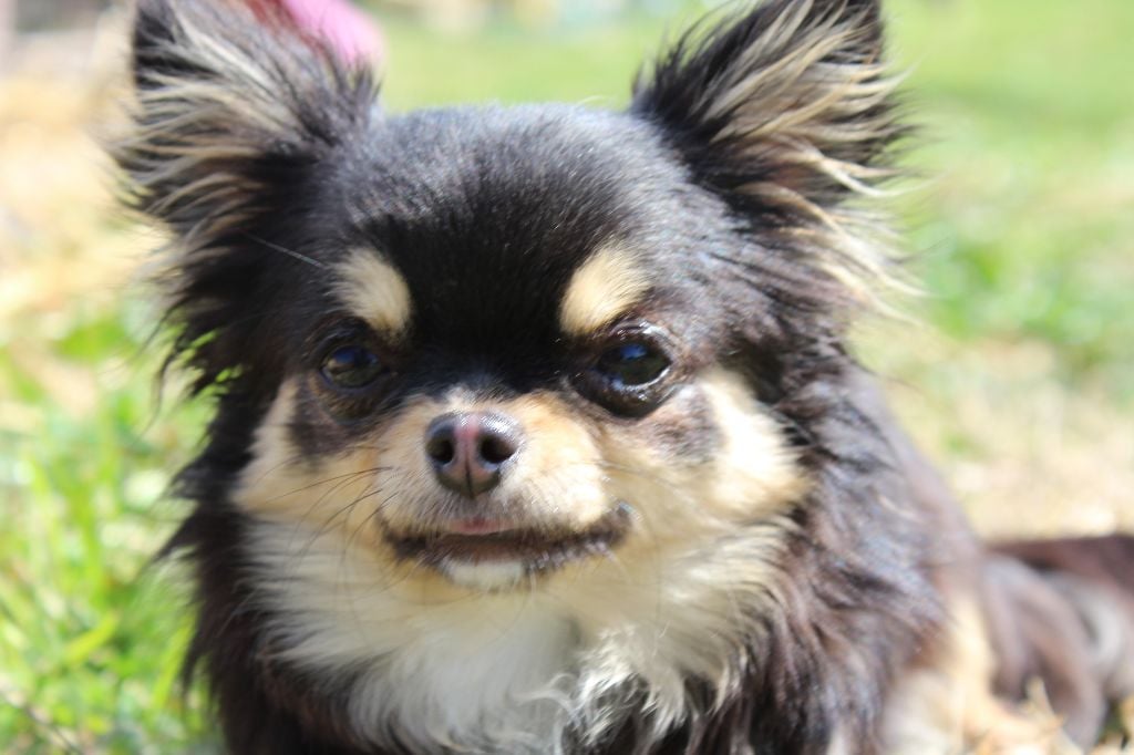 Verry good girl du Clan d'Adonis