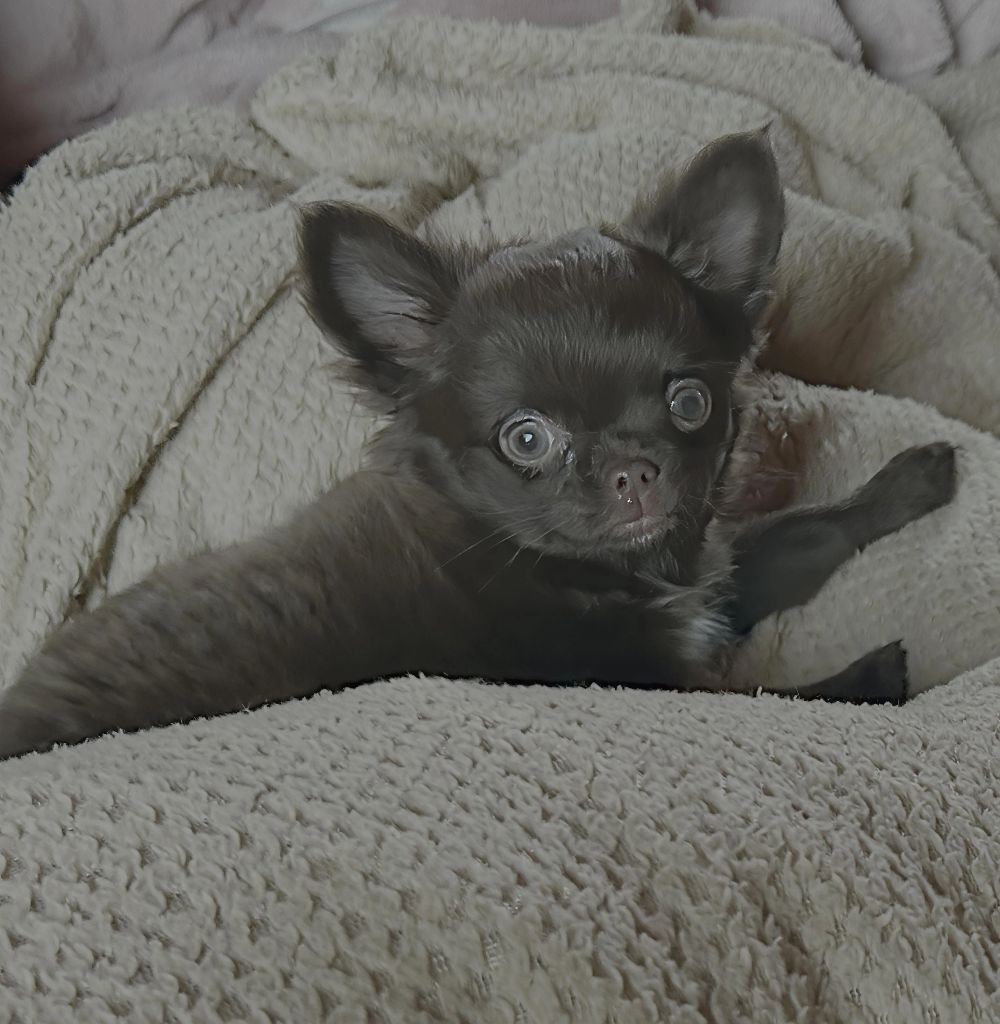 Publication : du Clan d'Adonis