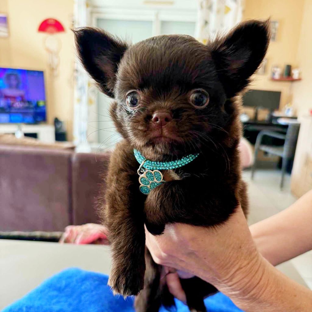 Publication : du Clan d'Adonis