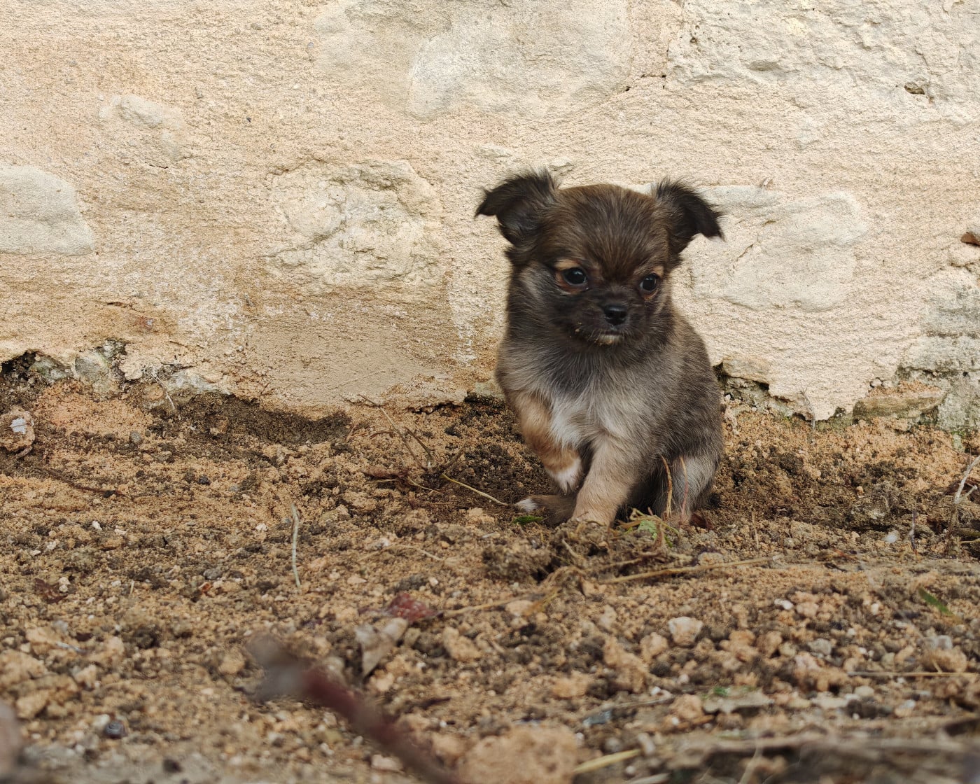 A JOY du clan d'adonis