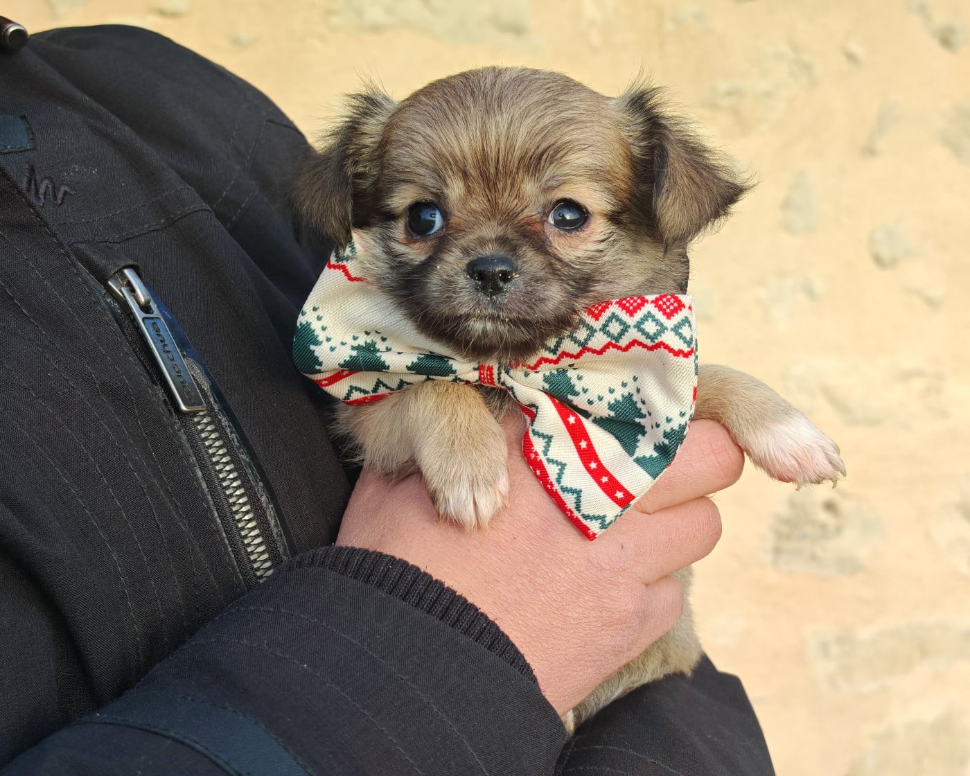 Archibald du clan d'Adonis