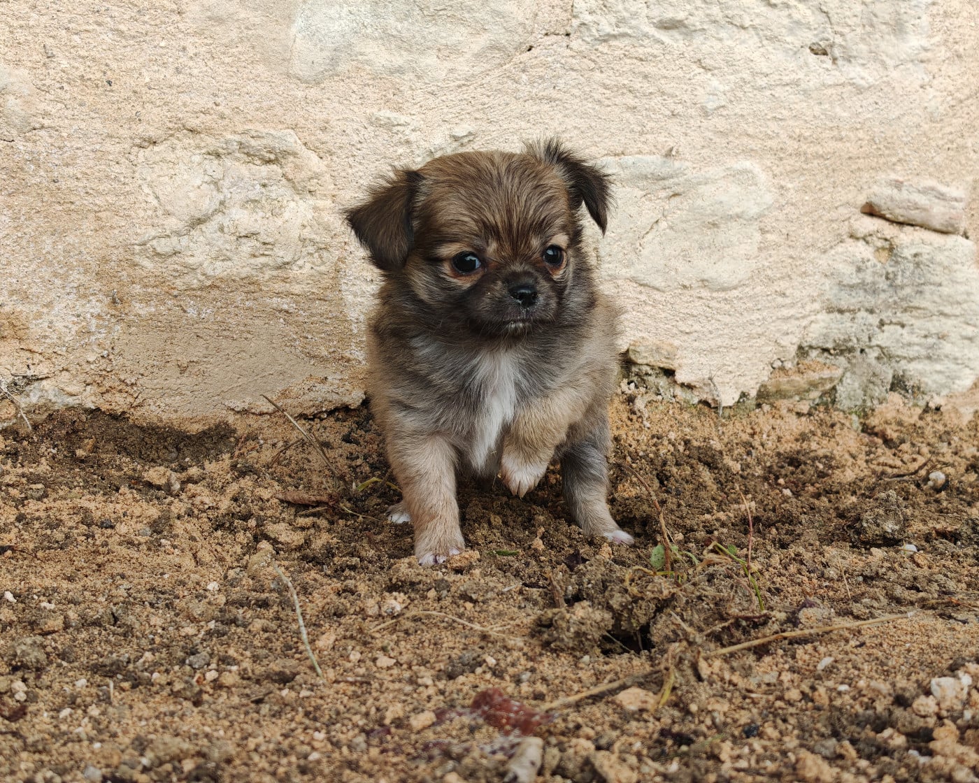 Archibald du clan d'Adonis