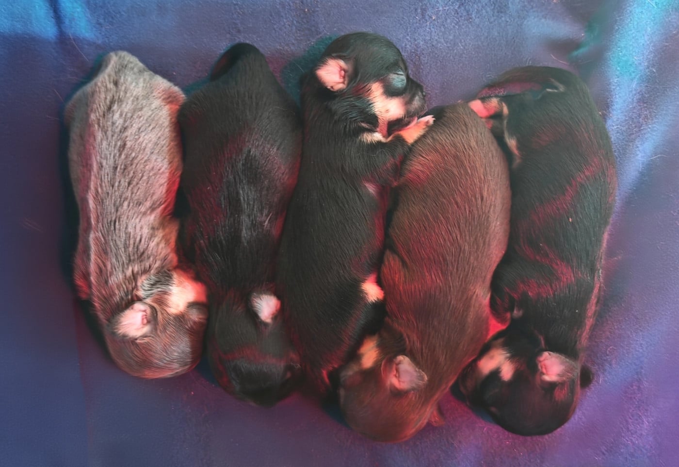 Chihuahua - du Clan d'Adonis