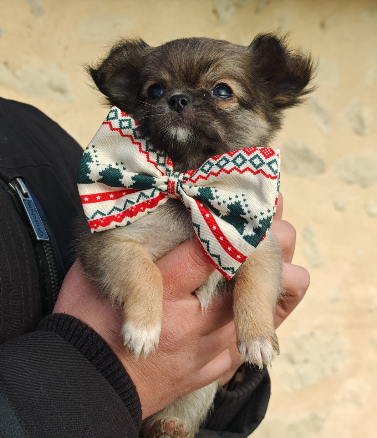 A JOY du clan d'adonis