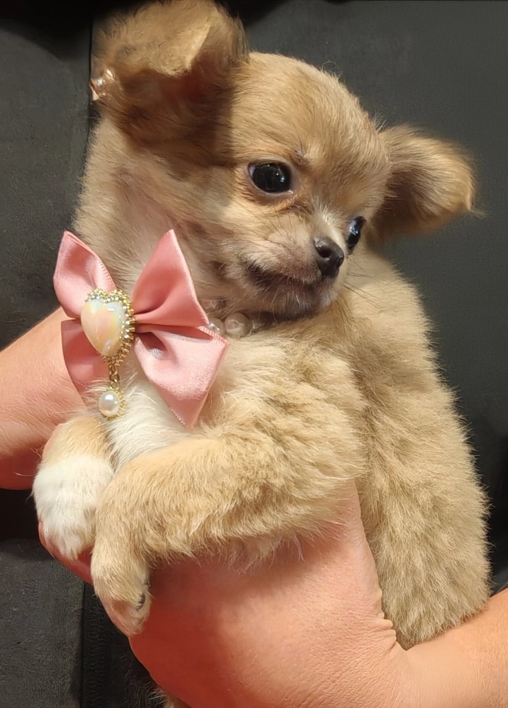 Chihuahua - du Clan d'Adonis