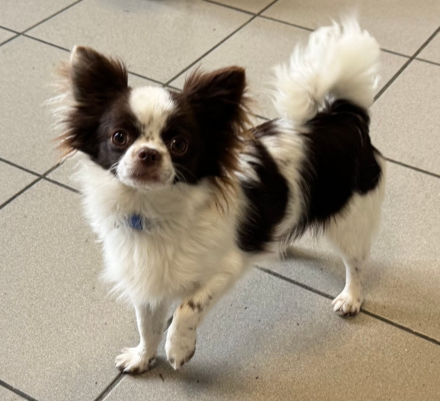 Chihuahua - du Clan d'Adonis