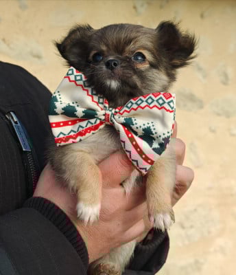 Les chiots de Chihuahua