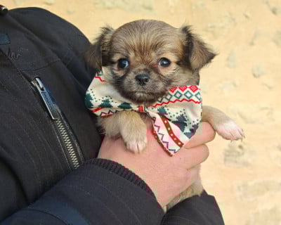 Les chiots de Chihuahua