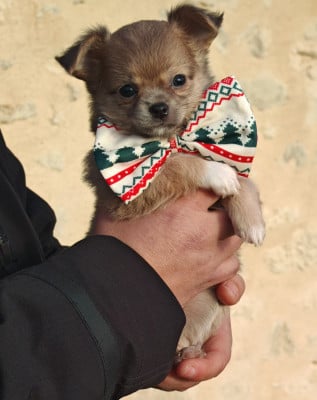 Les chiots de Chihuahua