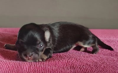 Les chiots de Chihuahua