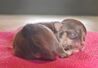 Les chiots de Chihuahua