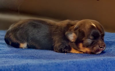 Les chiots de Chihuahua