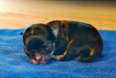 Les chiots de Chihuahua