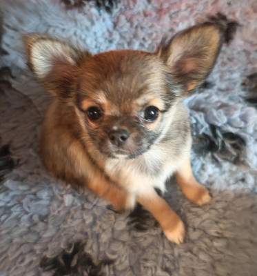 Les chiots de Chihuahua