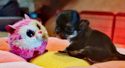 Les chiots de Chihuahua