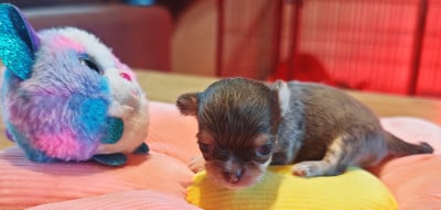 Les chiots de Chihuahua