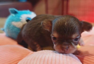 Les chiots de Chihuahua