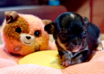 Les chiots de Chihuahua