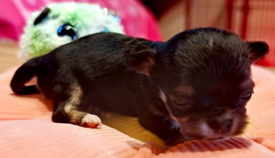 Les chiots de Chihuahua