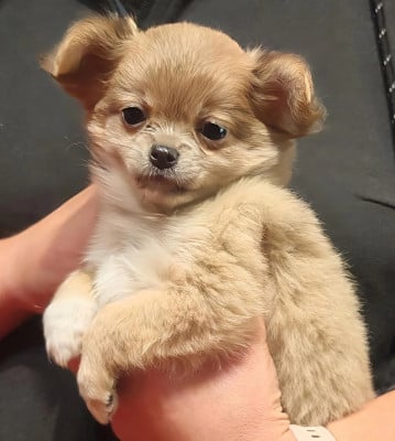 Les chiots de Chihuahua