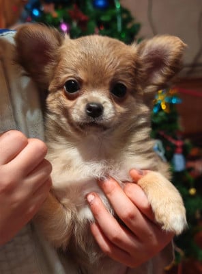 Les chiots de Chihuahua