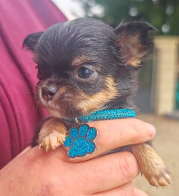 Les chiots de Chihuahua