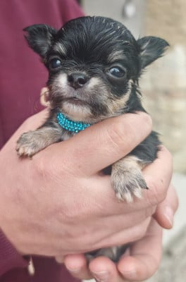 Les chiots de Chihuahua