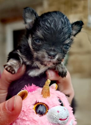 Les chiots de Chihuahua