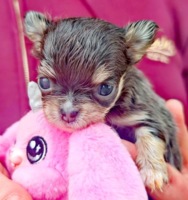 Les chiots de Chihuahua