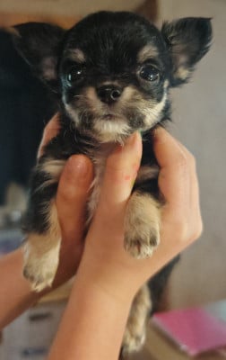 Les chiots de Chihuahua