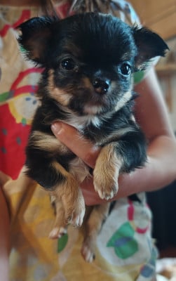 Les chiots de Chihuahua