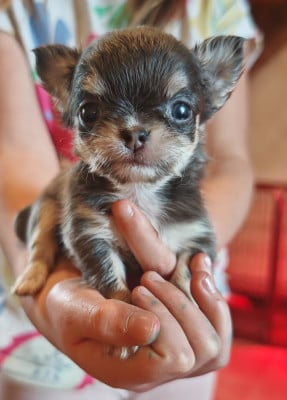 Les chiots de Chihuahua