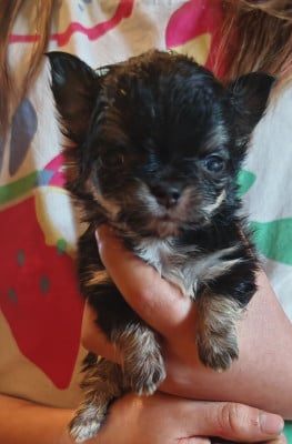 Les chiots de Chihuahua