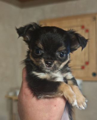 Les chiots de Chihuahua